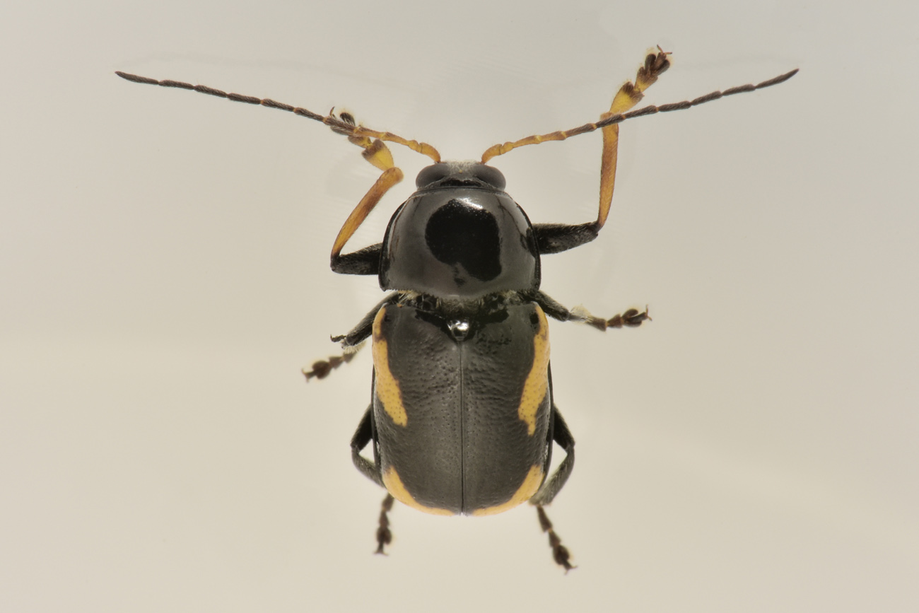 Chrysomelidae: Cryptocephalus stragula? S, maschio.